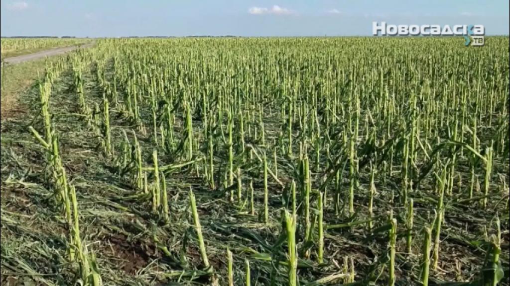 Superćelijske oluje napravile najveću štetu na poljoprivrednim usevima