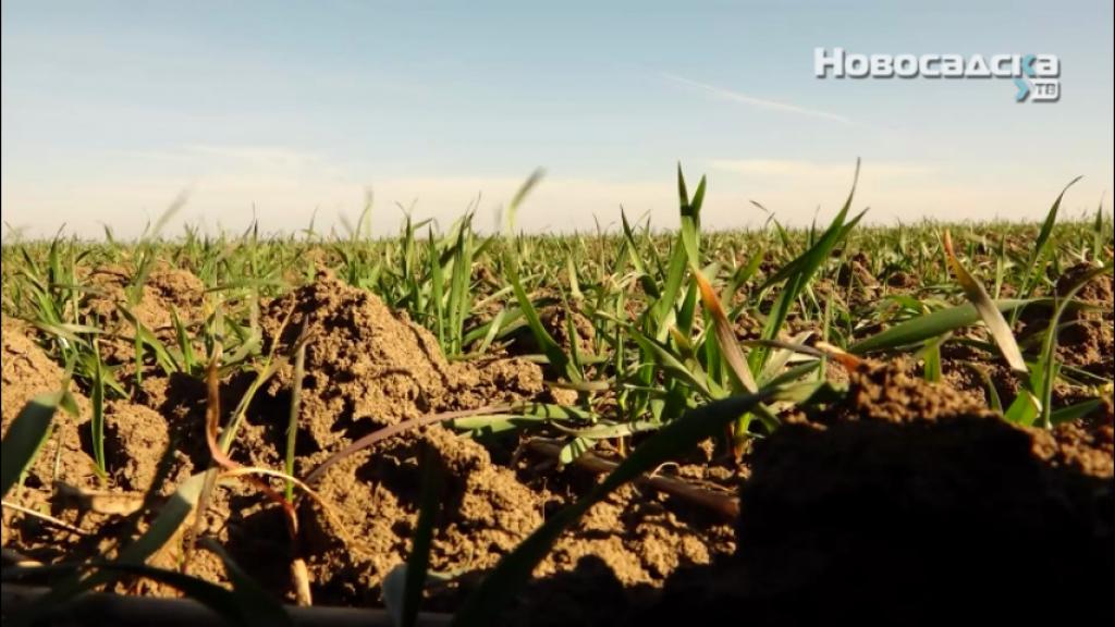 Manje zasejane pšenice na njivama u Srbiji