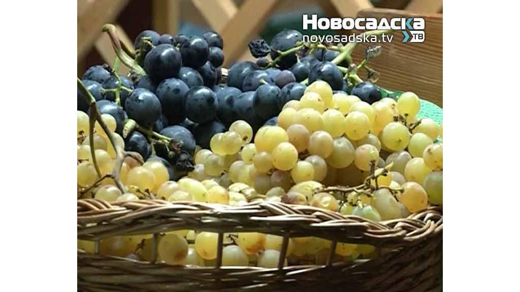 Matijašević: Manji rod grožđa u ovoj godini za oko 30 do 40 odsto