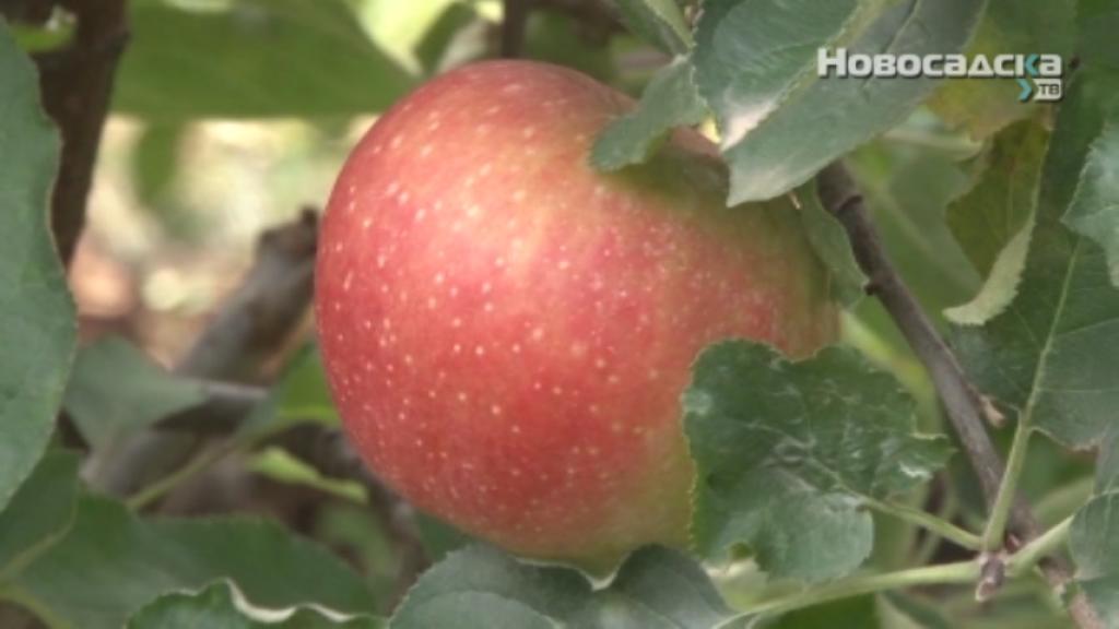 Keserović: Očekuje se rod voća od oko 1,25 miliona tona