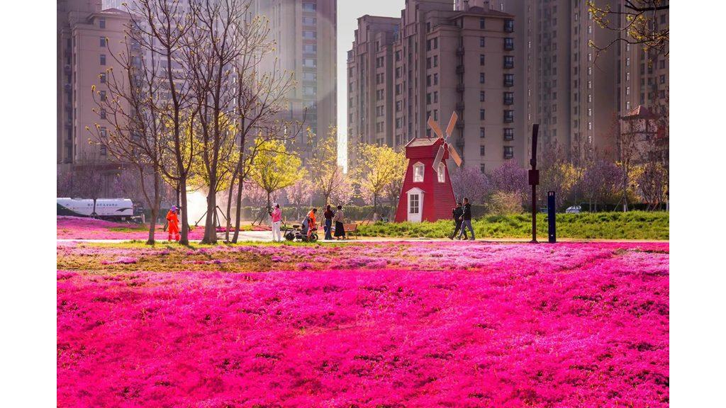 U Fušanu cveta 15.000 kvadrata cveća!