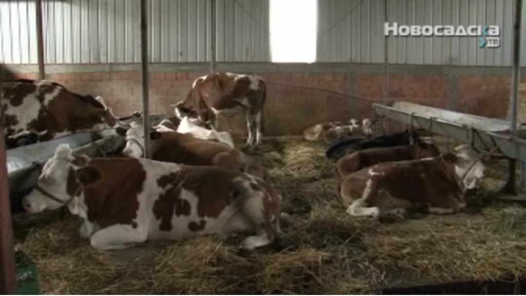 Nedimović: Povećene premije za mleko, počinje izvoz mesa u Evropsku Uniju
