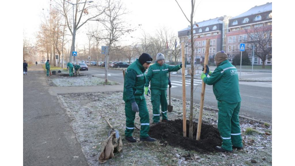 Gradsko zelenilo počelo sadnju 114 stabala na Limanu 4