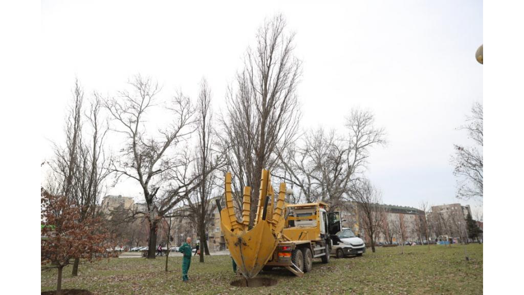 Zelenilo na više lokacija u gradu sadi 100 stabala odraslog drveća