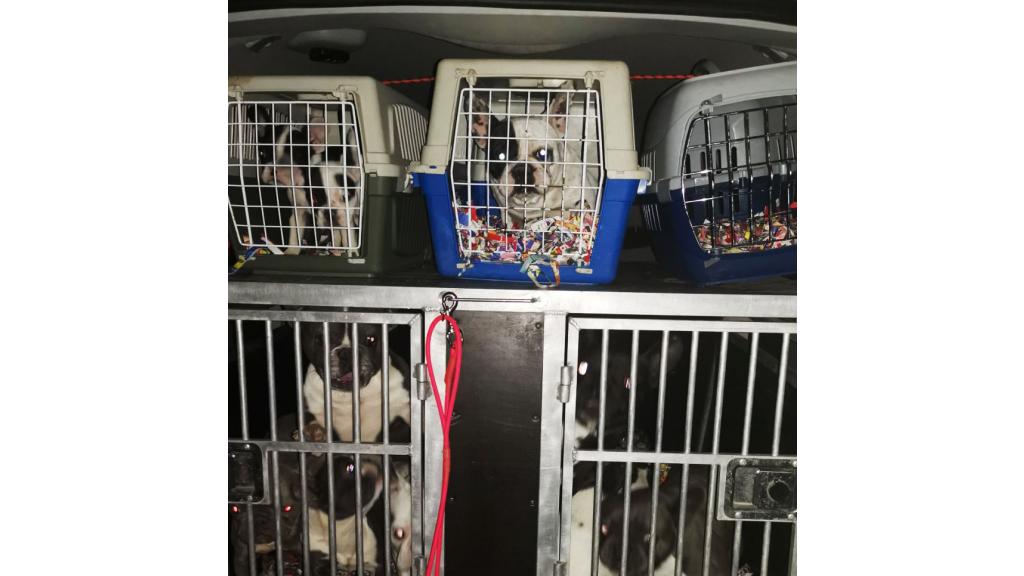 Uhapšene osumnjičene za krađu rasnih pasa