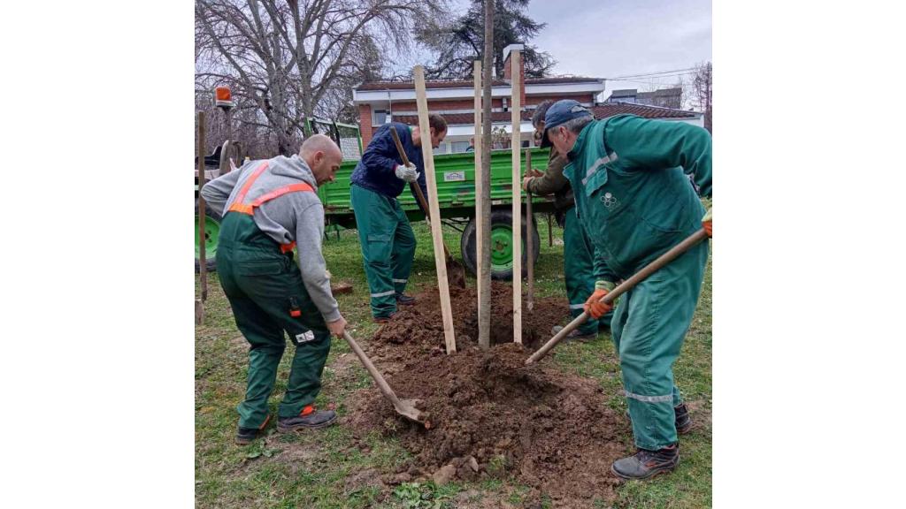 Radnici Gradskog zelenila posadili 11 stabala na više lokacija u gradu