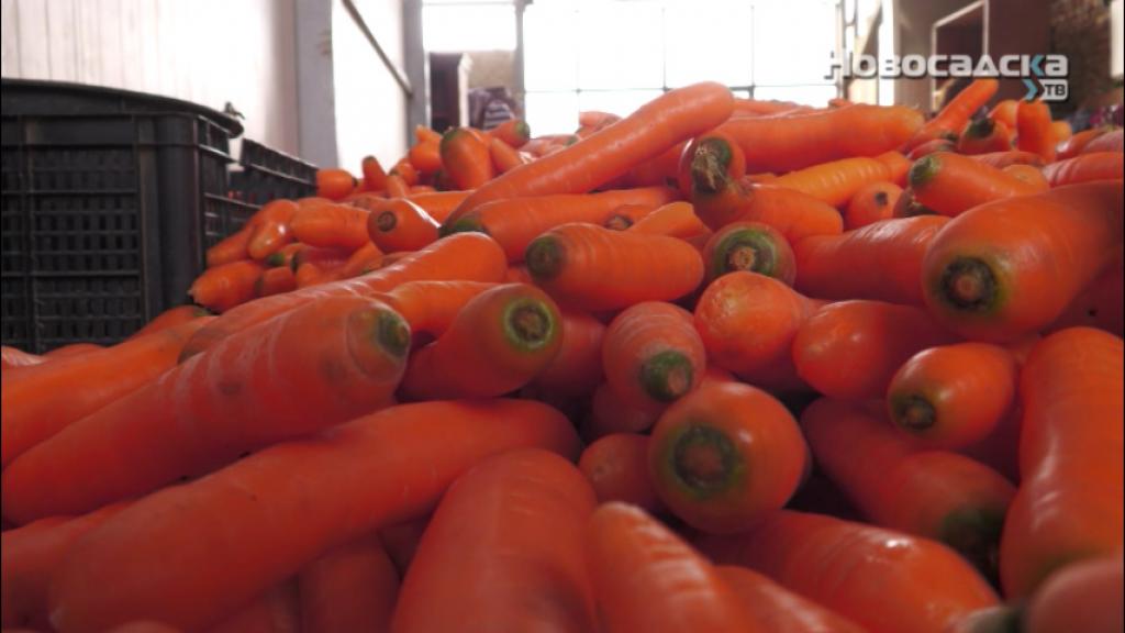 Poljoprivrednici očekuju uspešnu godinu u proizvodnji šargarepe