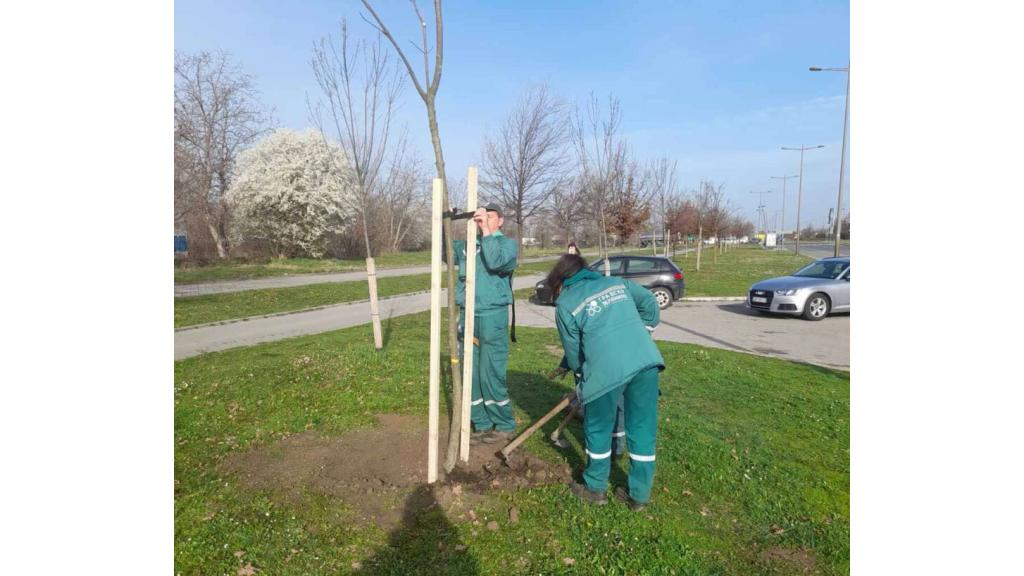 Nova stabla jasena, lipe i liriodendrona na Bulevaru Evrope, Rumenačkoj i Ulici Branimira Ćosića