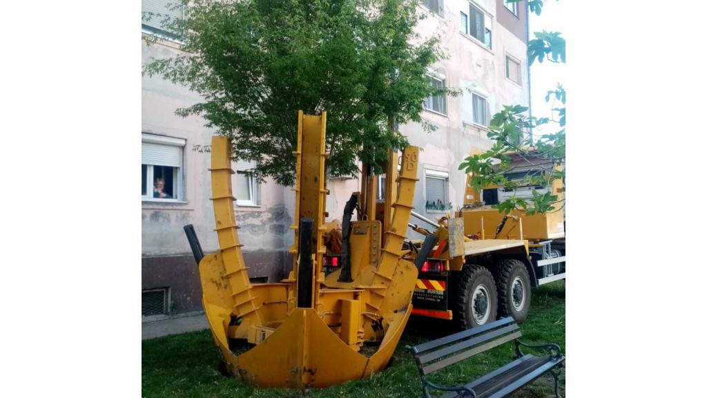 Vadilica za drveće premestila tri kavkaska bresta u Pančevačkoj ulici