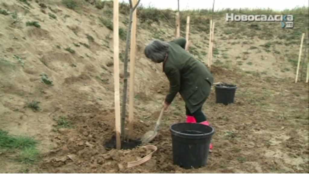 Zaseđene sadnice lipe u okviru projekta „Zelena Srbija“