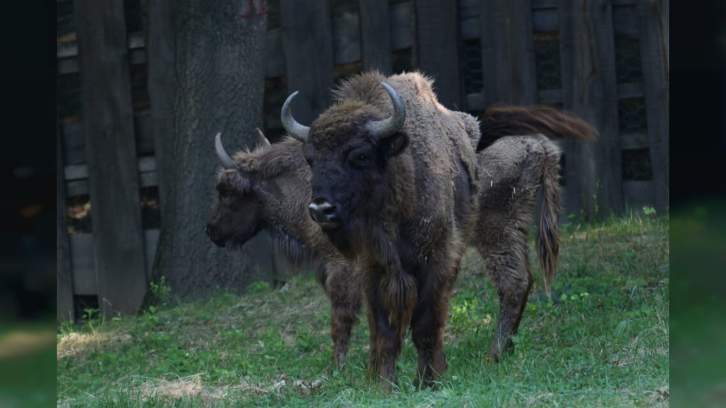 Dva nova bizona u Nacionalnom parku Fruška gora