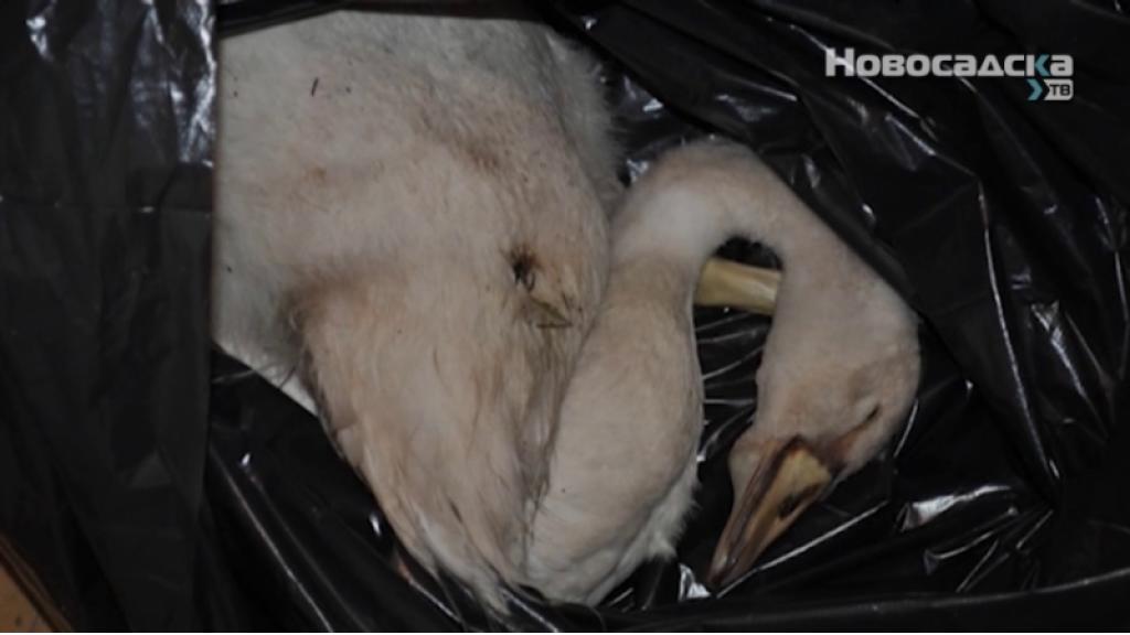 Kod uginulih labudova otkriven ptičji grip
