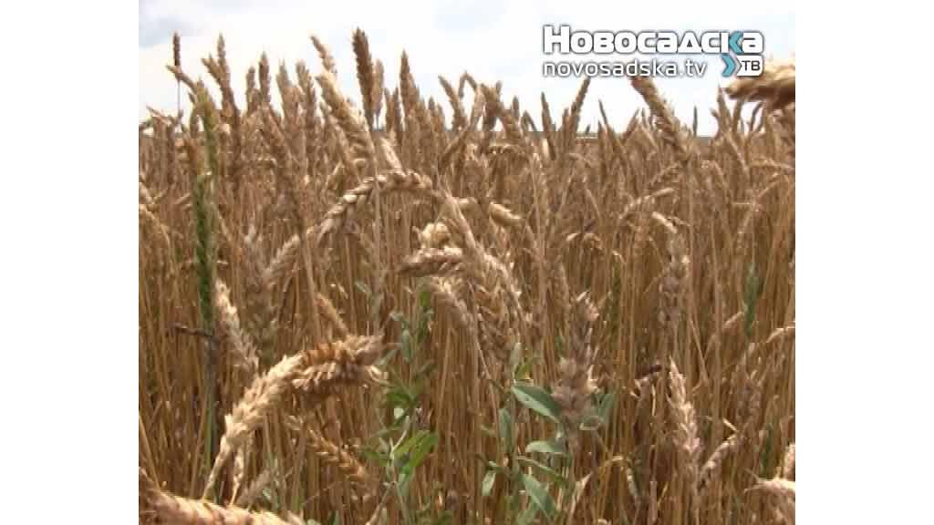 Vlada povećala kvotu za izvoz pšenice na 220.000 tona