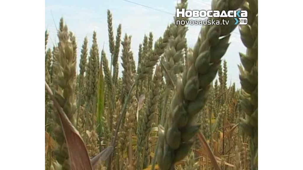 Očekuje se viša cena pšenice