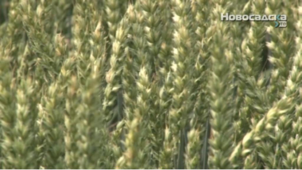 Ovogodišnji rod pšenice od  8,5 do 10, 5 tona po hektaru