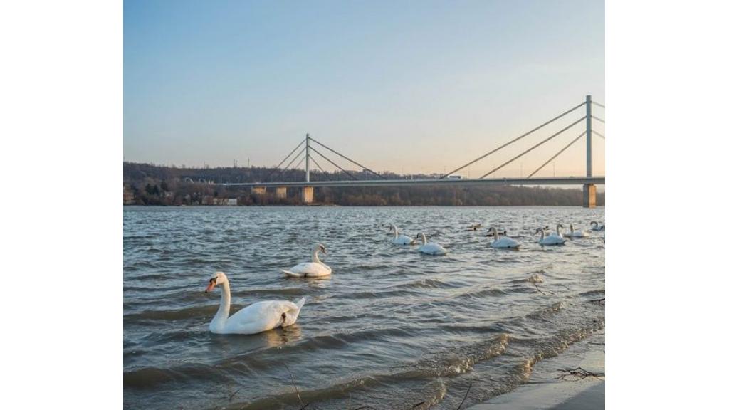 Vučević: Dunav kroz Srbiju pulsira i donosi joj život, čuvajmo Dunav