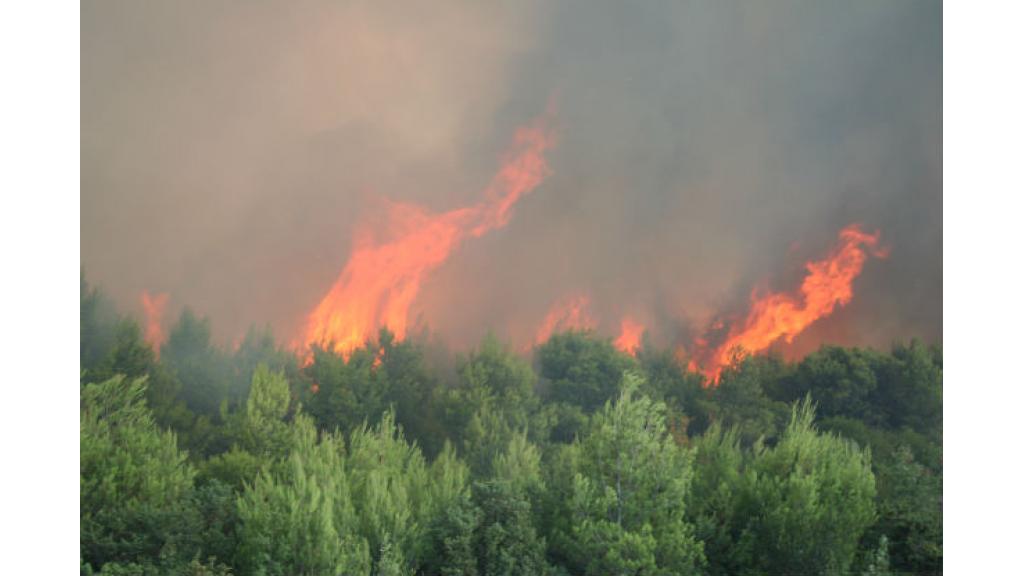 Ugašen požar na lokalitetu Lipovača u okviru Fruške Gore