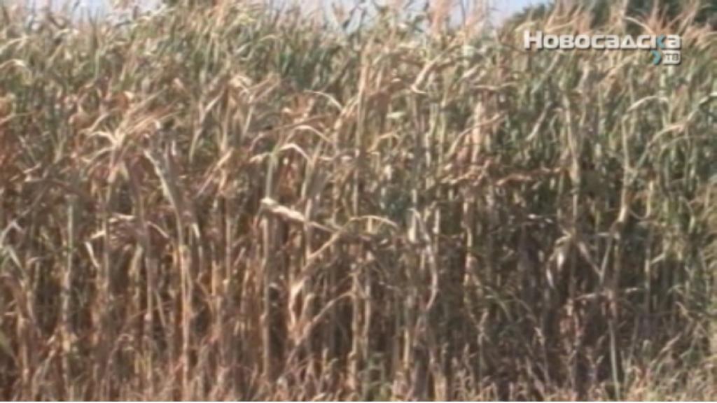 Dugotrajna suša uticala na prinos kukuruza