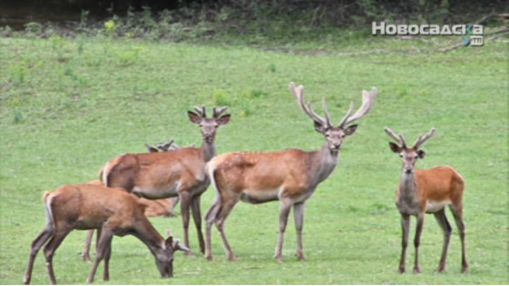 Obnovljena populacija evropskog jelena na Fruškoj gori