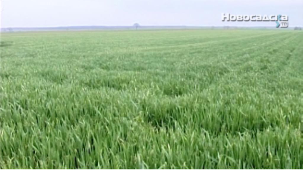 Stanje pšenice i strnih žita