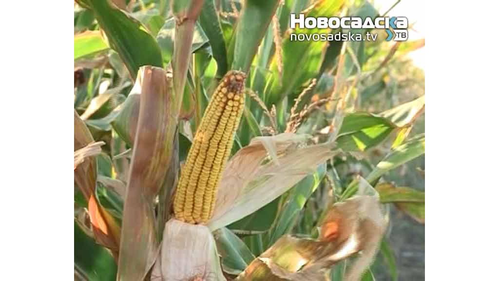 Suša značajno smanjila prinos kukuruza