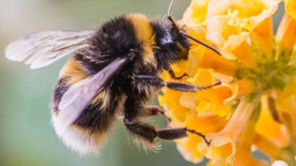 Raspisan Konkurs za dodelu sredstava za sufinansiranje investicija u pčelarstvu na teritoriji opštine Kula