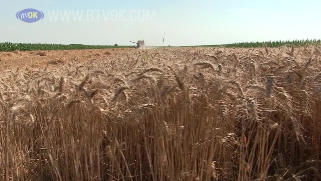 Ovogodišnji prinos pšenice lošiji je od očekivanog