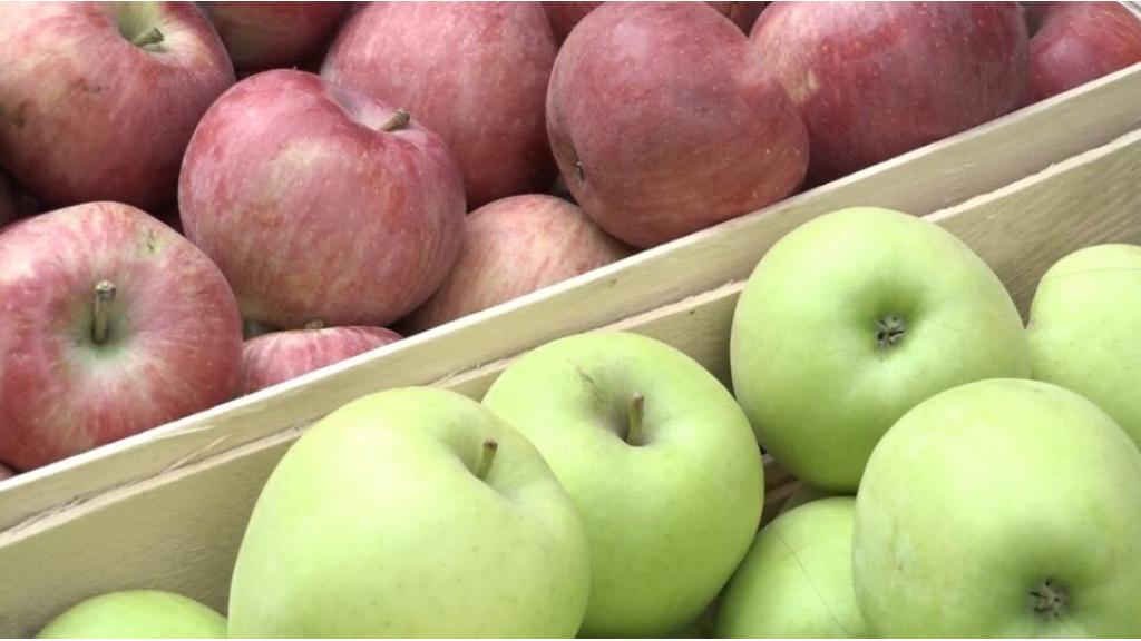 “Dani jabuke” održani u Crepaji