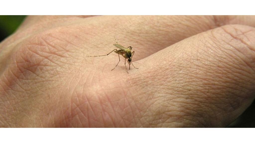 Početak tretmana suzbijanja larvi komaraca u Pančevu od sutra