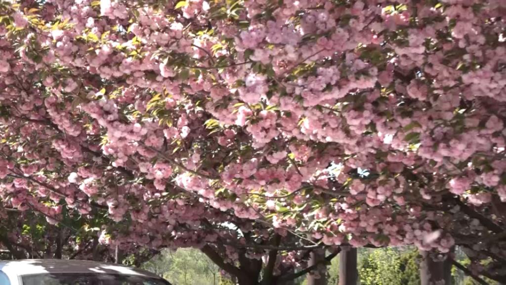 Japanske trešnje krase Gradski kej