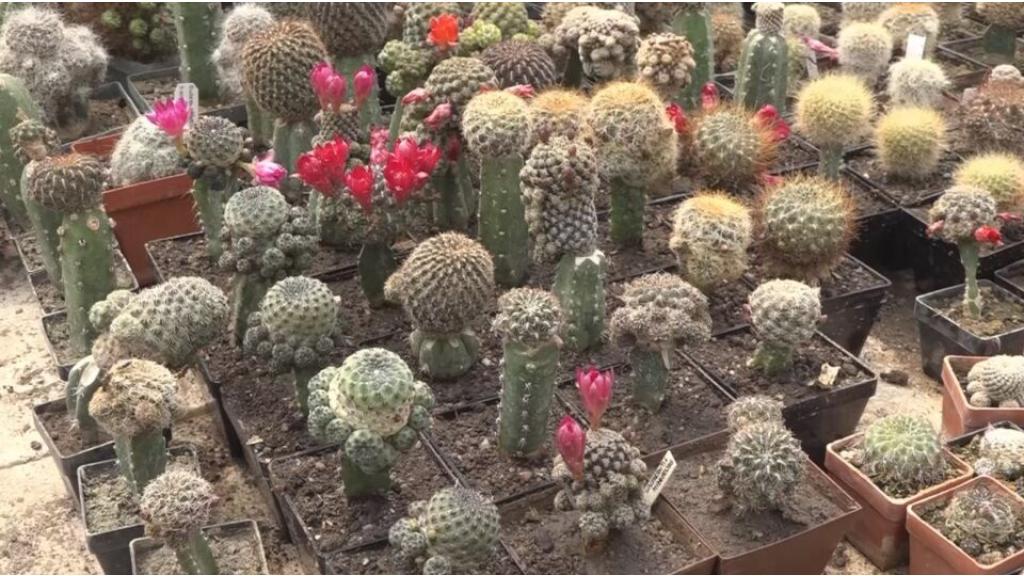 Rasadnik Komnošan prepoznatljiv po uzgoju kaktusa