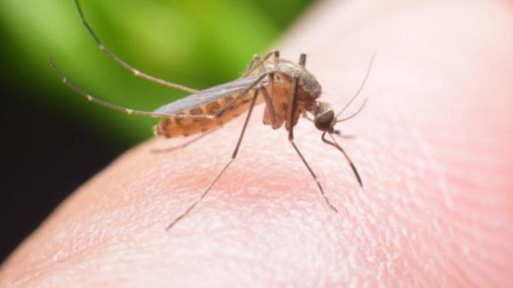Suzbijanje larvi komaraca u Jabuci