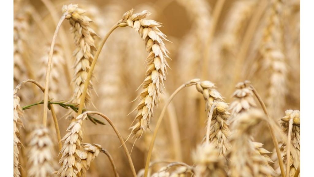 Kukuruza manje izvezli za trećinu, a pšenice za 29 posto