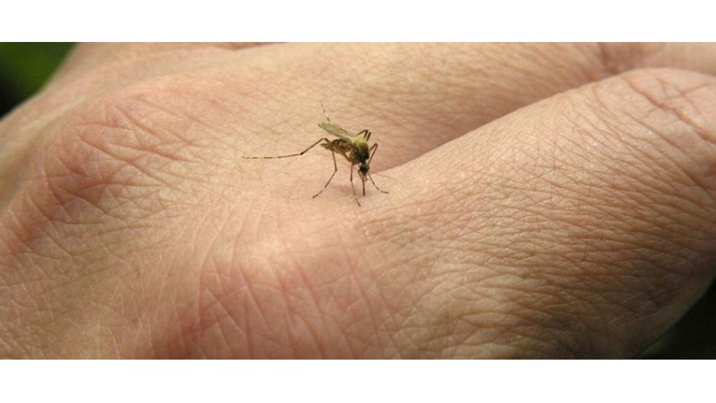 Suzbijanje larvi komaraca 31. avgusta