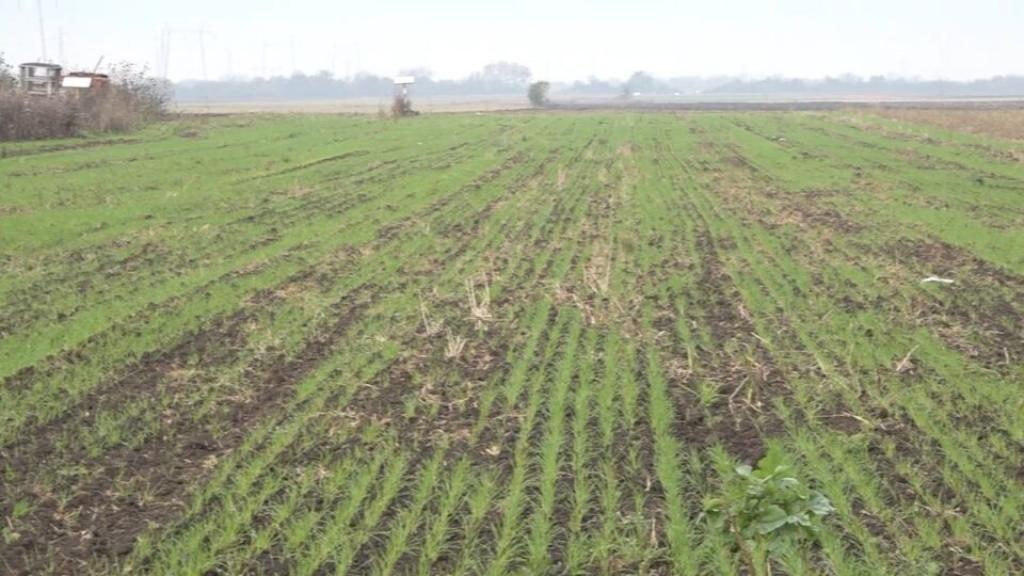 Uspešno završena setva pšenice u Južnom Banatu