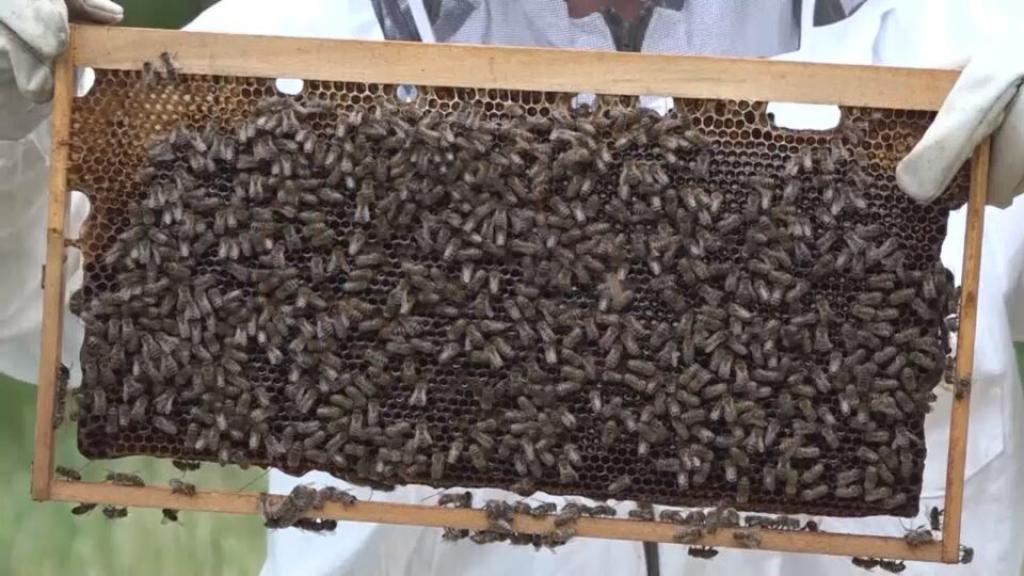 Aktivnosti „Banatskih pčelara“