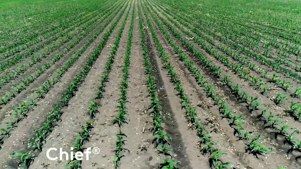 Herbicidi za suzbijanje korova u usevu suncokreta i kukuruza