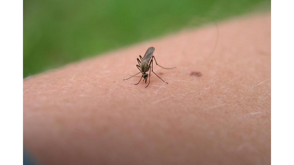 Tretmani protiv komaraca u Zrenjaninu