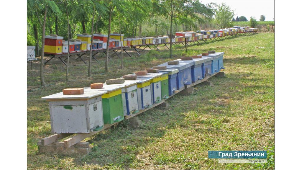 Grad Zrenjanin podstiče mlade na selu da se bave pčelarstvom