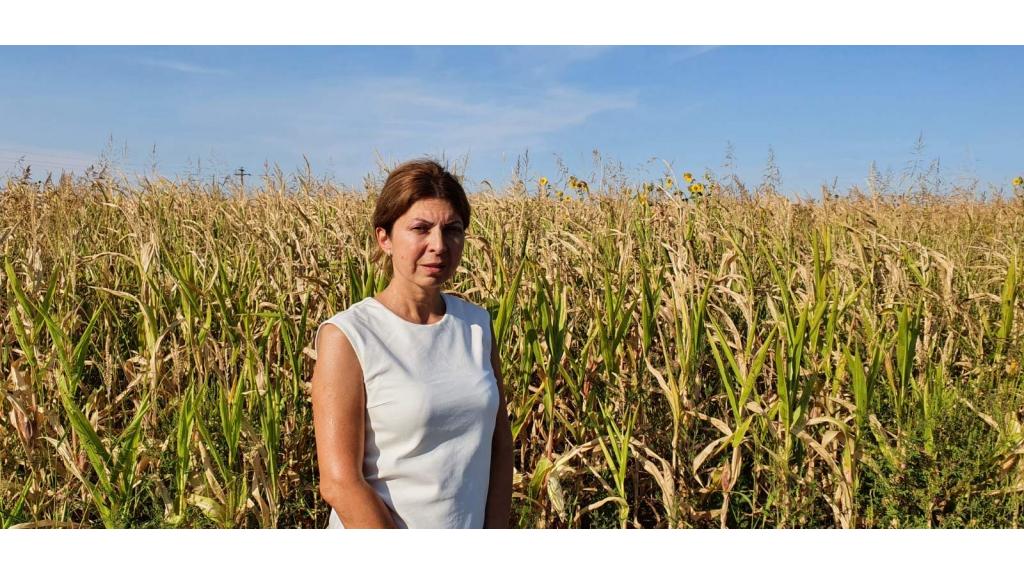 Nepogodna godina za kukuruz – rod podbacio
