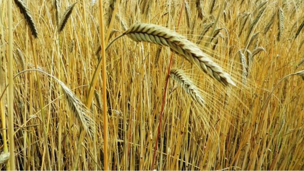 Republička direkcija za robne rezerve završila kupovinu merkantilne pšenice rod 2022. godine
