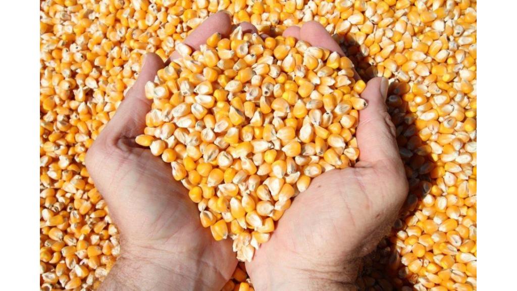 Prodaja pšenice i kukuruza na domaćem i svetskom tržištu