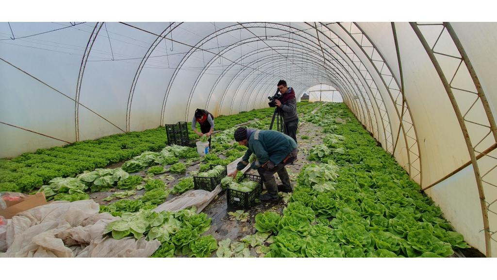 Proizvodnja zelene salate u plastenicima zimi