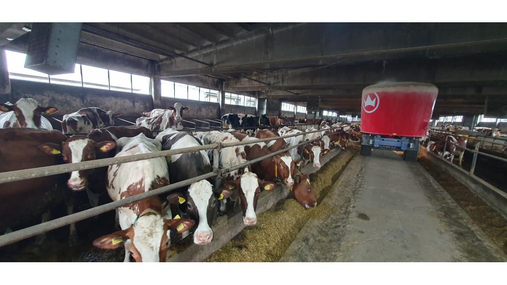 Farma na kojoj krave daju do 65 litara mleka dnevno