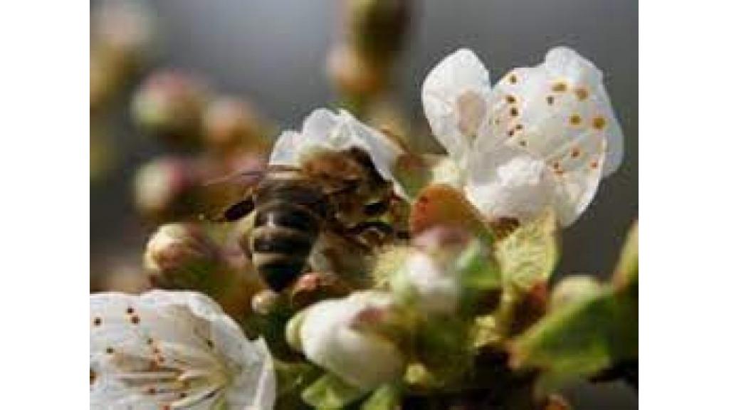 Sačuvajte pčele - Ne prskajte voće u vreme cvetanja !