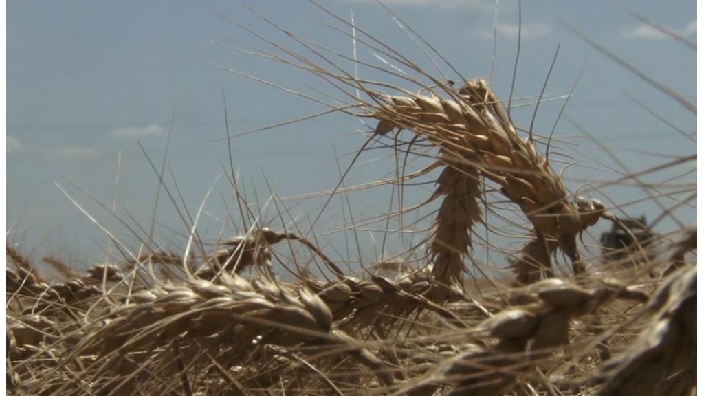 Raste cena pšenice