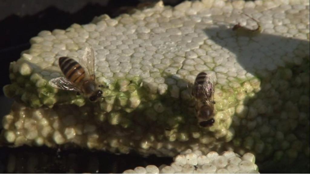 SUŠA SE NEGATIVNO ODRAŽAVA I NA PČELARSTVO: I pčele su žedne