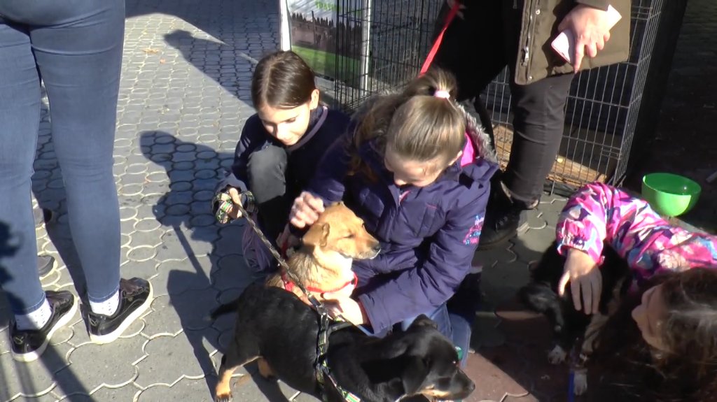 Promocija udomljavanja pasa i odgovornog vlasništva u Vrbasu
