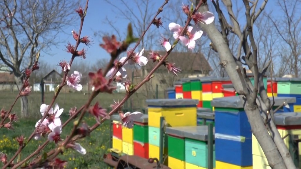Pčelari apeluju na poljoprivrednike da ne prskaju voće u fazi cvetanja 