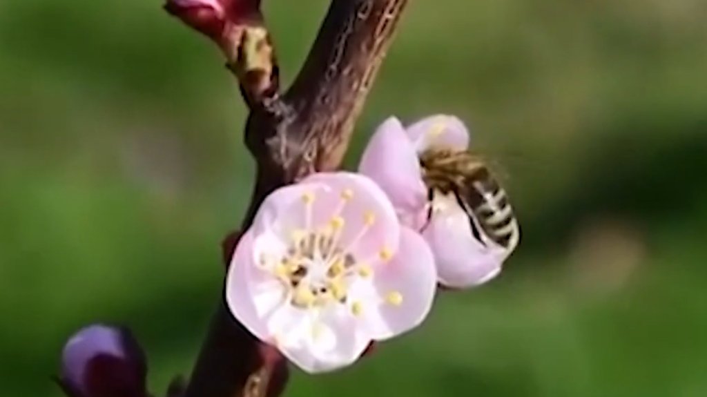 Apel Udruženja pčelara poljoprivrednicima da ne prskaju voće u cvetu